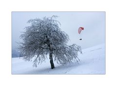 Der Baum und  der Gleiter