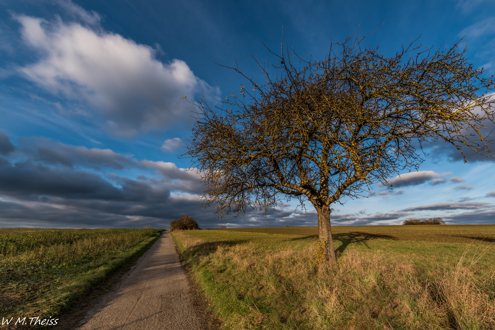 Der Baum- und der Hund