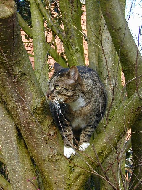 Der Baum und der Kater!