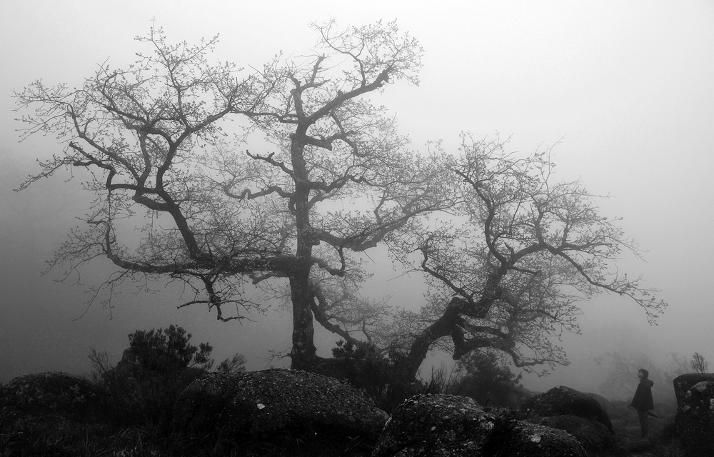 Der Baum und der Mensch