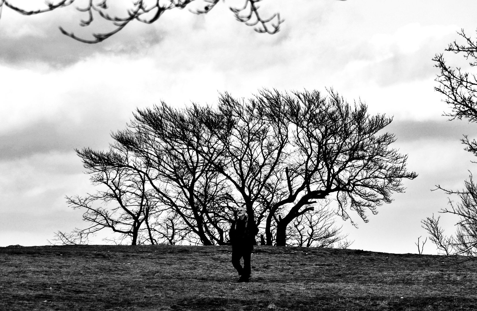 Der Baum und der Mensch