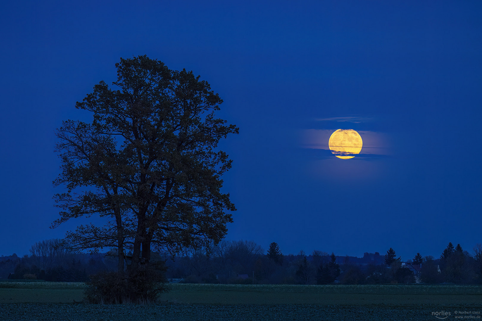 Der Baum und der Mond