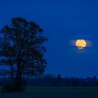 Der Baum und der Mond