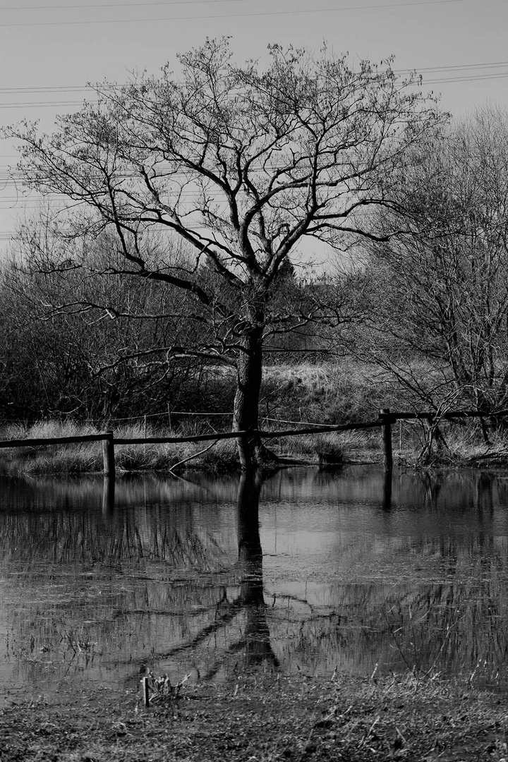 Der Baum und der Regen