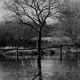 Der Baum und der Regen