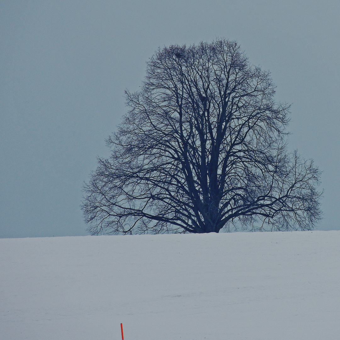 Der Baum und der Schnee