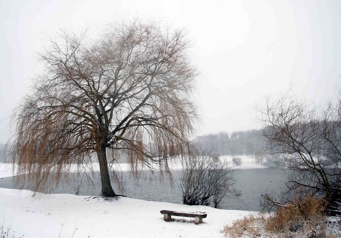 Der Baum und der See