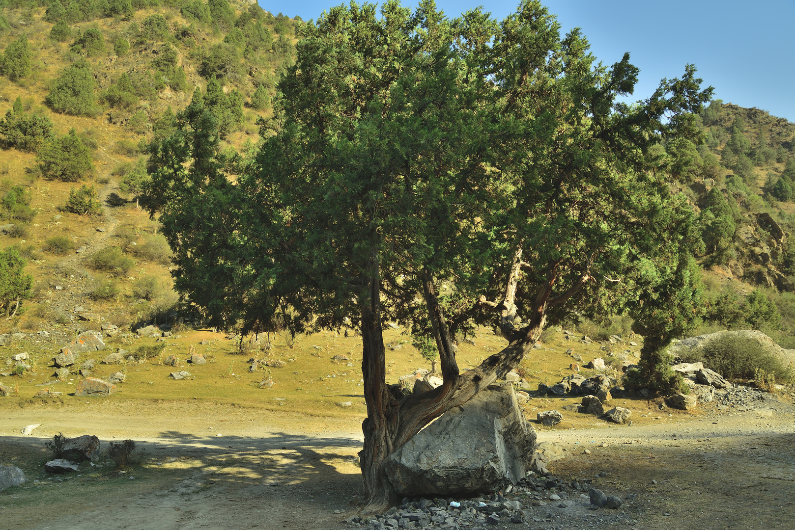 Der Baum und der Stein