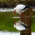 der baum und der storch