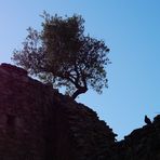 Der Baum und der Vogel