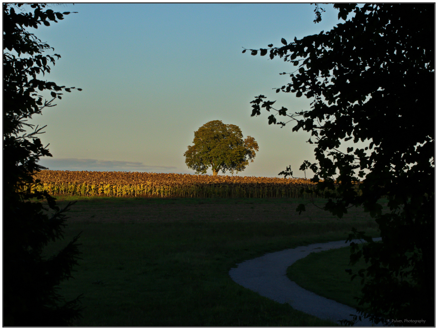 Der Baum und der Weg