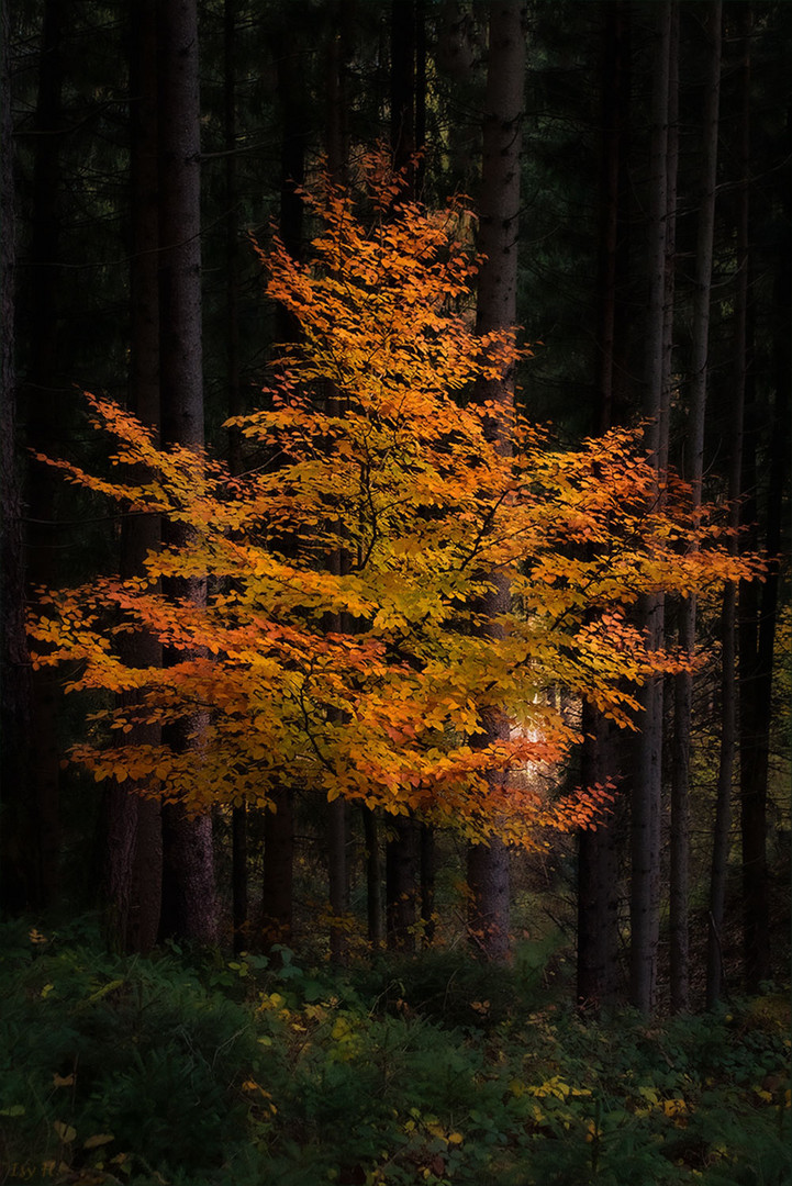 Der Baum und die Bäume