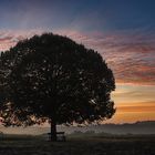 Der Baum und die Bank