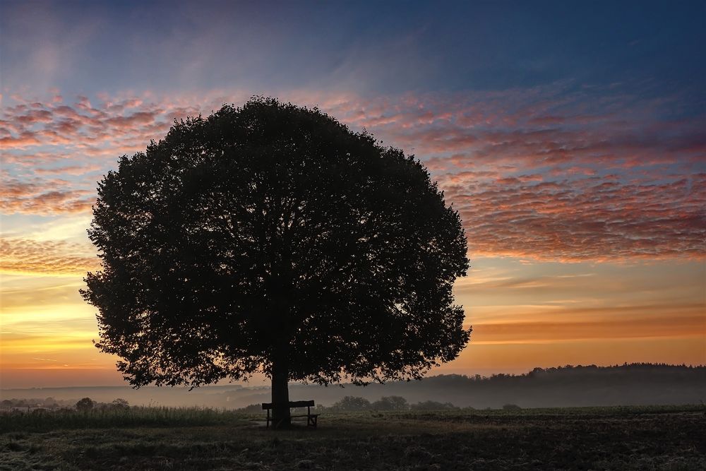 Der Baum und die Bank