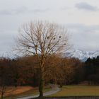 Der Baum und die Berge