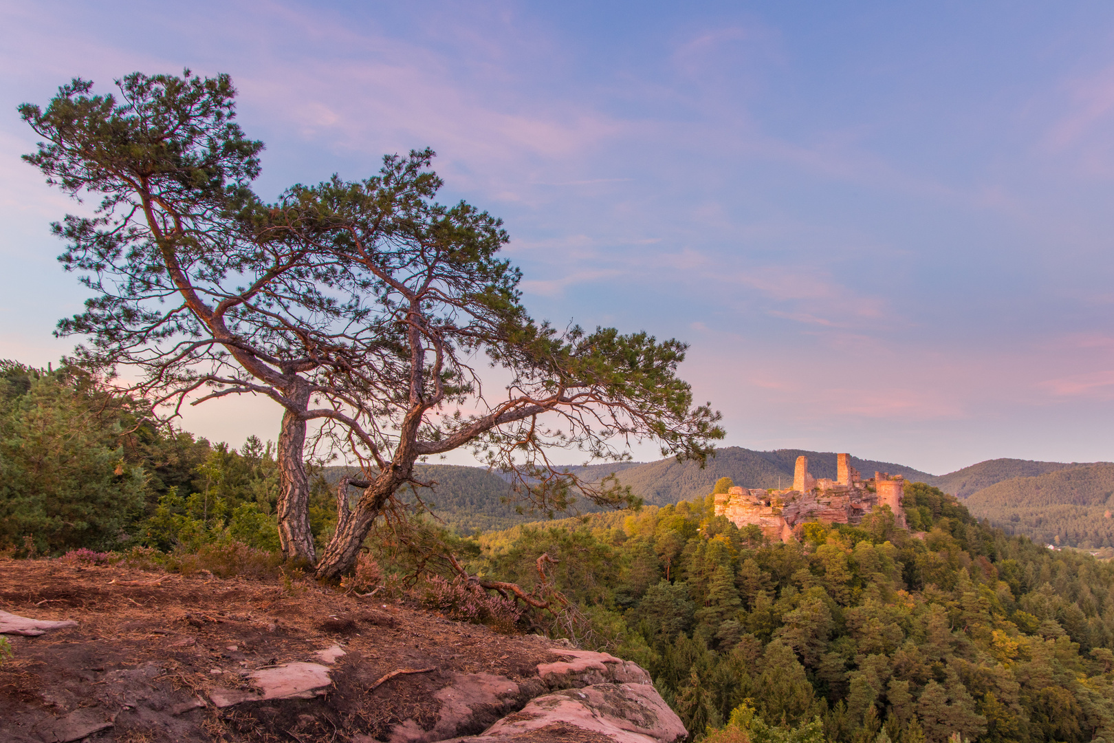 Der Baum und die Burg