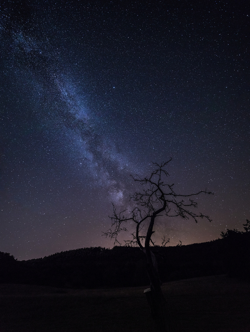 Der Baum und die Dunkelheit