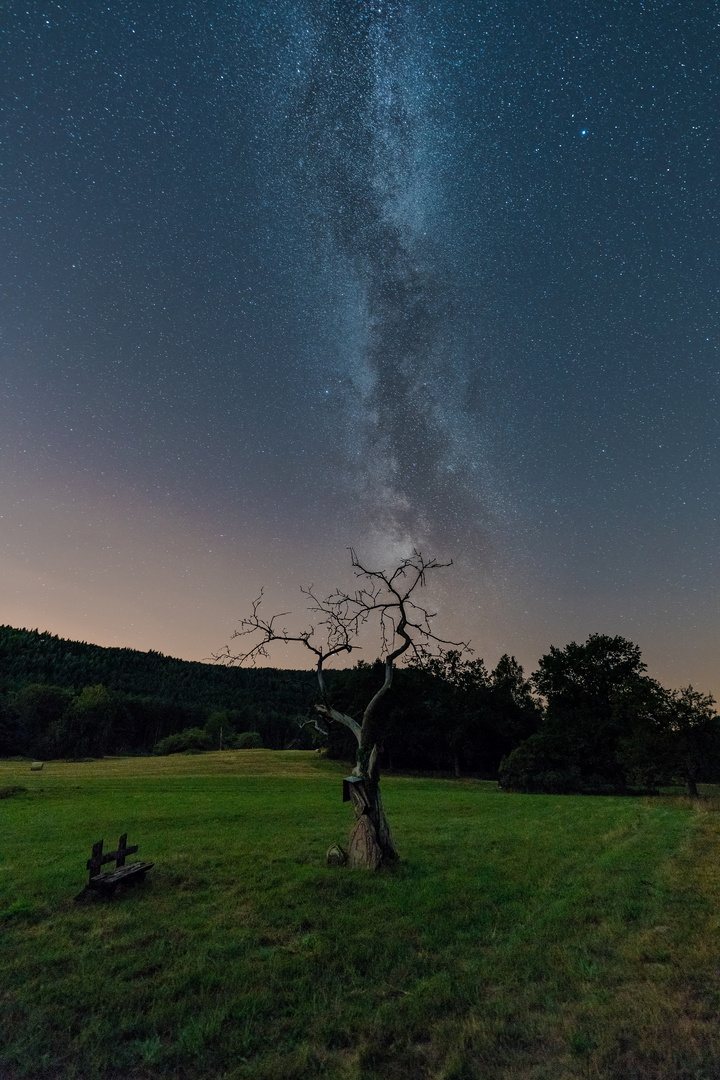 Der Baum und die Dunkelheit ....