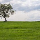  Der Baum und die grüne Wiese