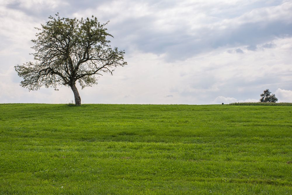 Der Baum und die grüne Wiese Foto & Bild pflanzen, pilze & flechten