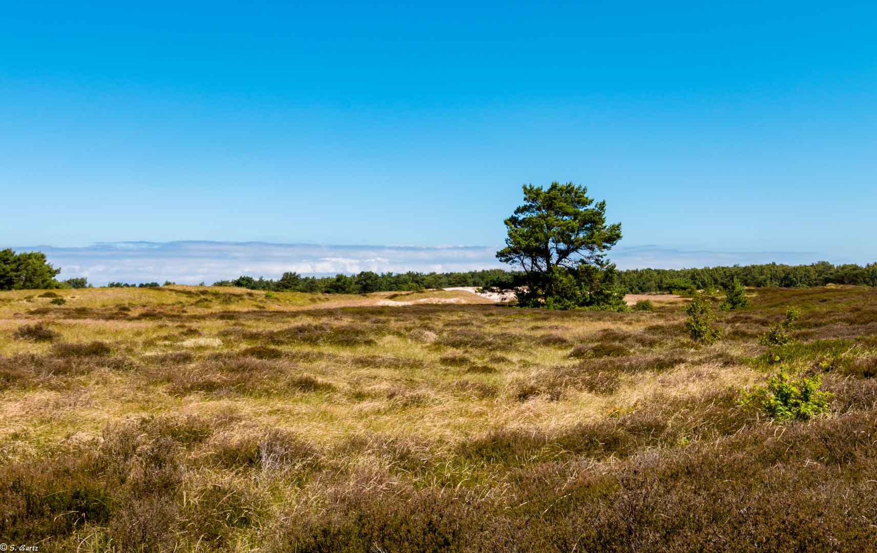 Der Baum und die Heide 