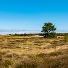 Der Baum und die Heide 