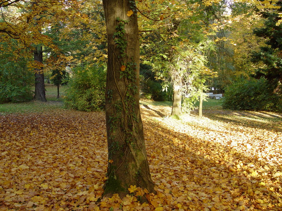 Der Baum und die Kletterpflanze