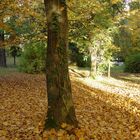 Der Baum und die Kletterpflanze