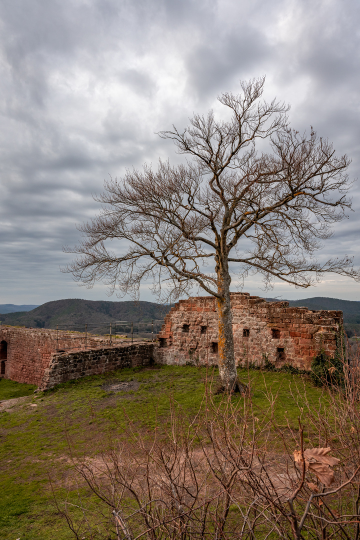 Der Baum und die Mauer