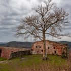 Der Baum und die Mauer