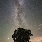 Der Baum und die Milchstraße 