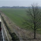 Der Baum und die S-Bahn