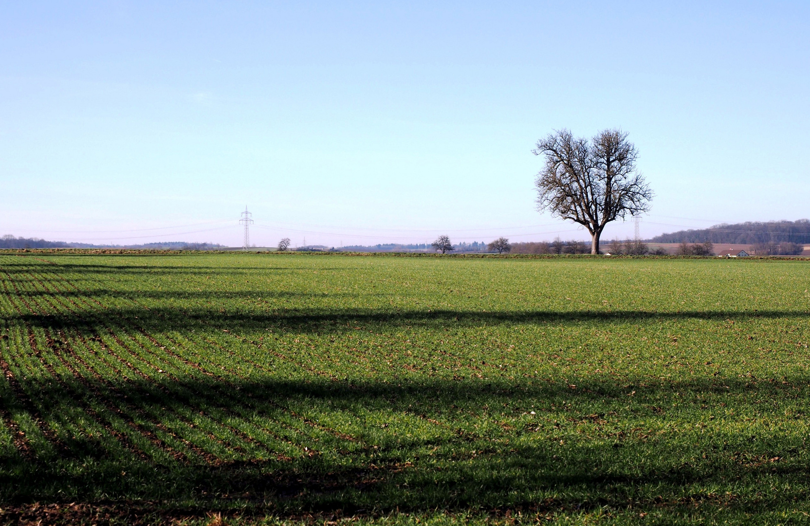 Der Baum und die Schatten