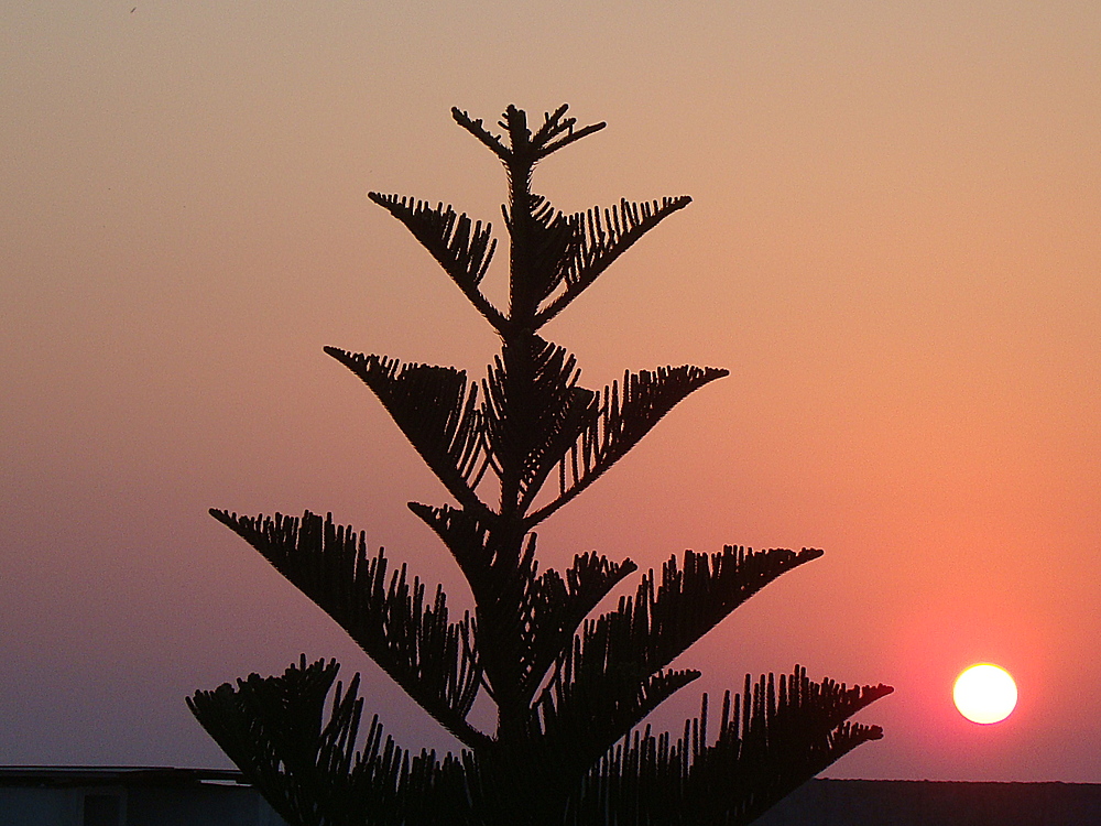 Der Baum und die Sonne