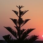 Der Baum und die Sonne