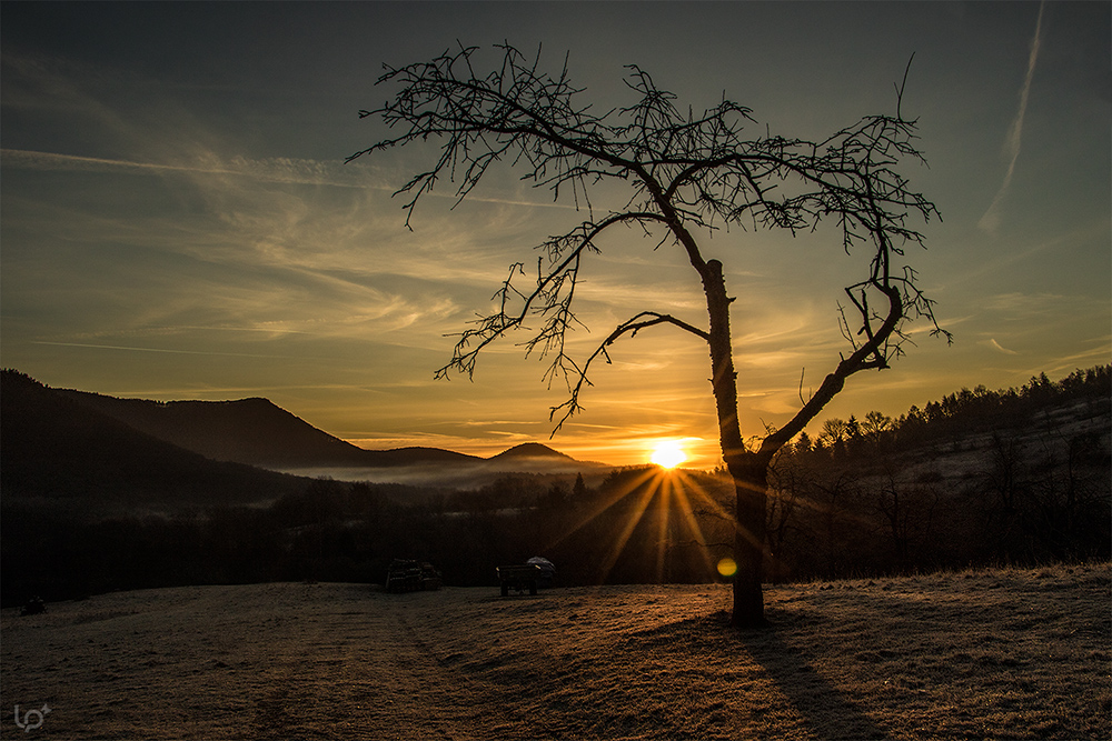 der Baum und die Sonne