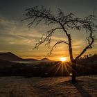 der Baum und die Sonne