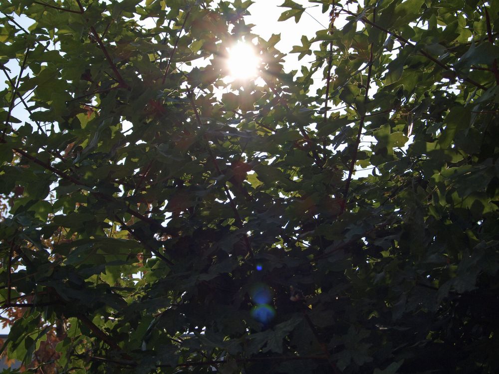 Der Baum und die Sonne.