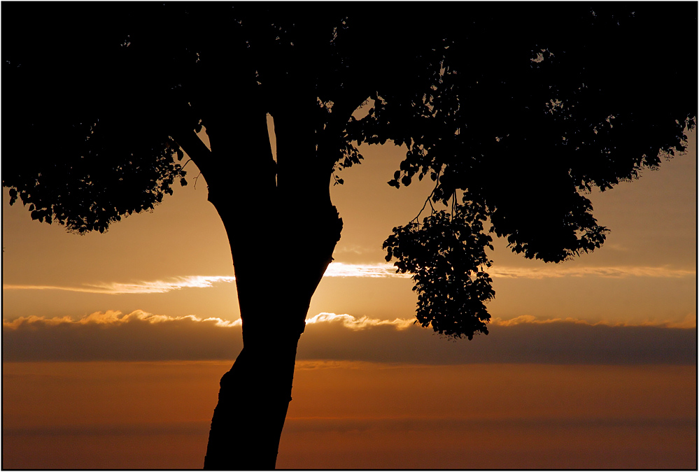 Der Baum und die Sonne