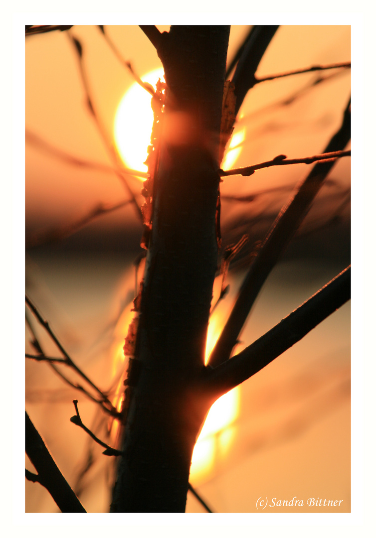 Der Baum und die Sonne