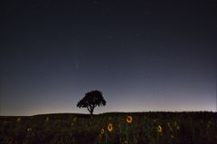 Der Baum und die Sonnenblumen