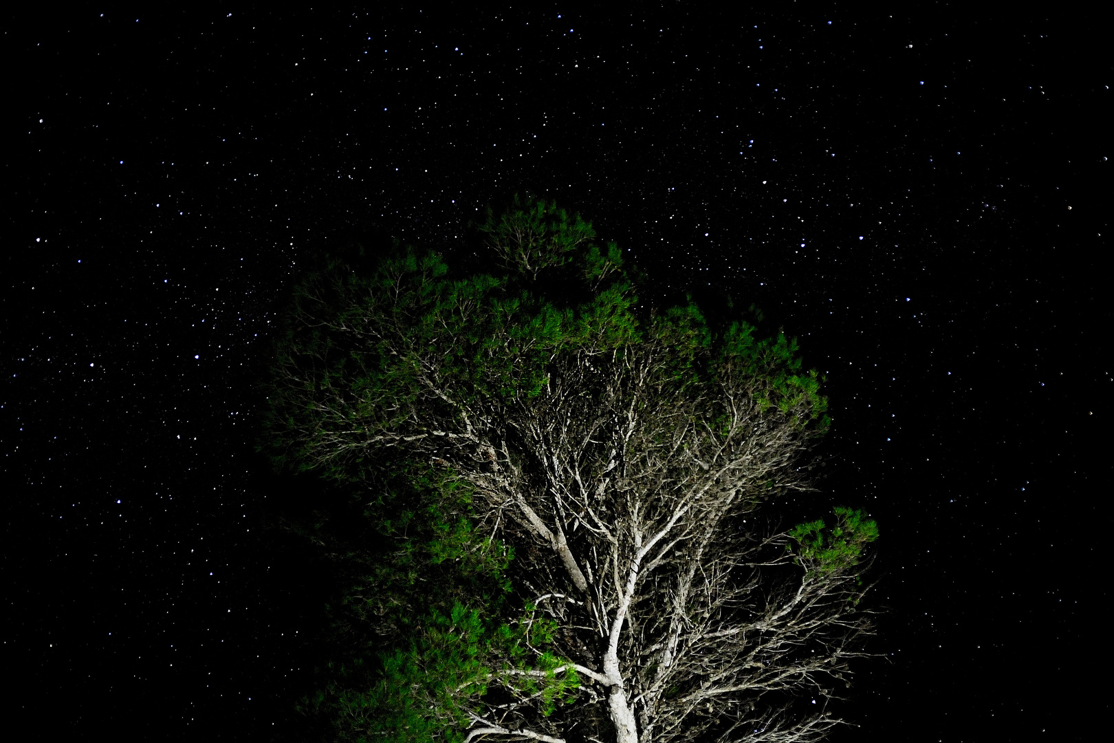 Der Baum und die Sterne