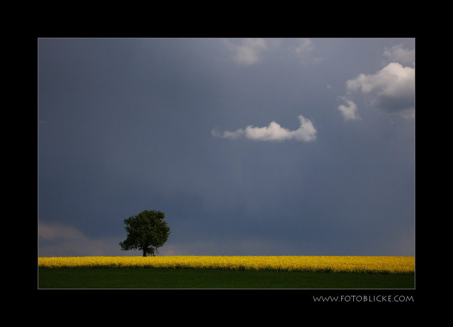 Der Baum und die Wolke