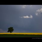 Der Baum und die Wolke