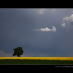 Der Baum und die Wolke