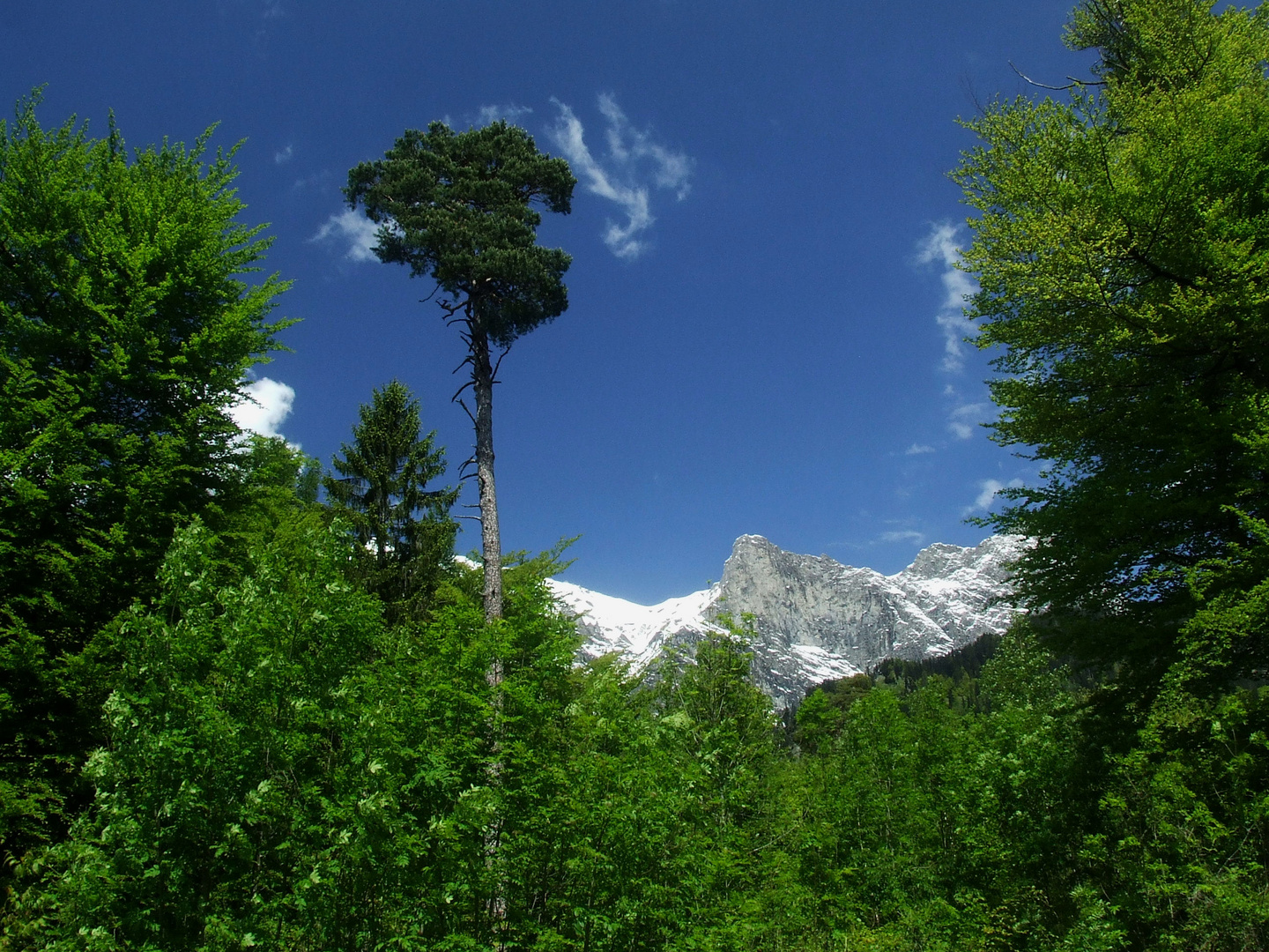 der baum und die wolke