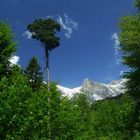 der baum und die wolke