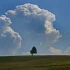 Der Baum und die Wolke