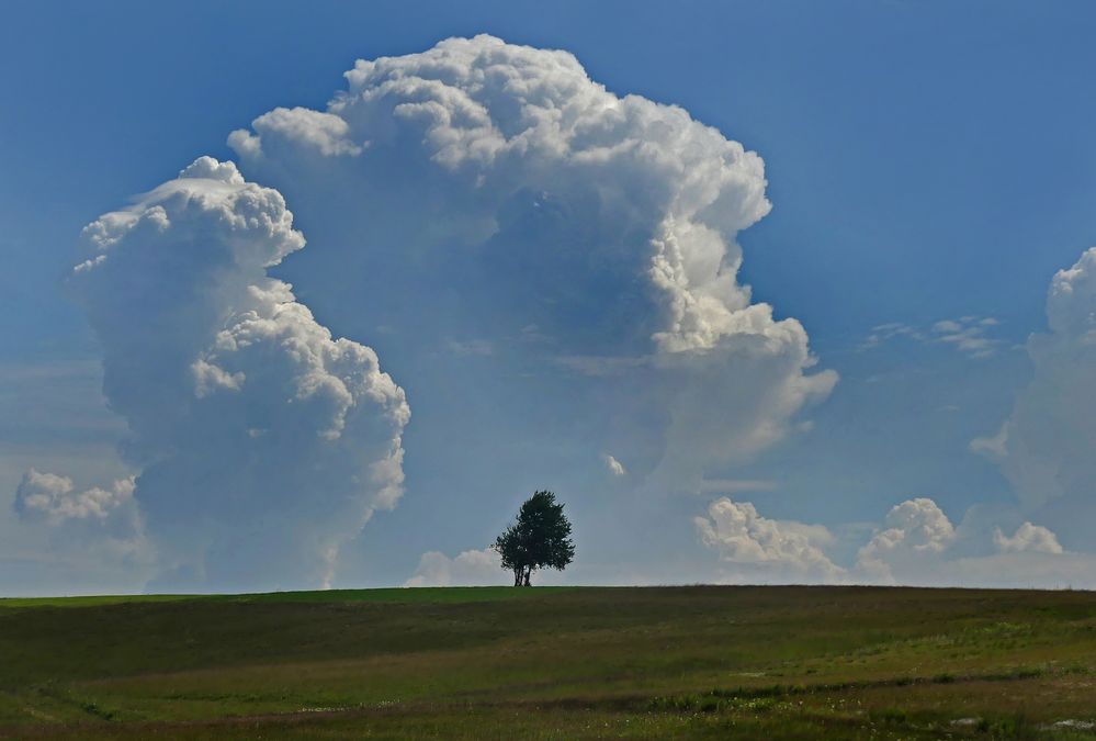 Der Baum und die Wolke