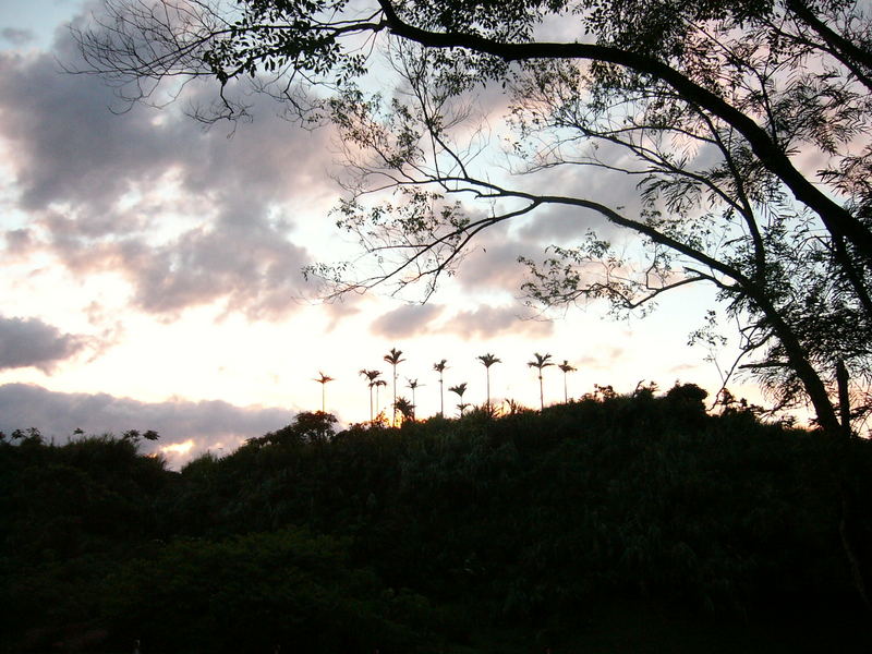 der Baum und die Wolke